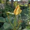 Abbaye de Cluny rose photo