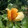 Abbaye de Cluny rose photo