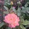 Rio Samba ™ rose photo