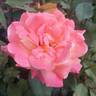Rio Samba ™ rose photo
