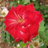 White Lies rose photo