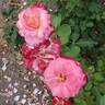 White Lies rose photo