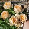 Champagne Dreams rose photo