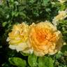 Golden Masterpiece rose photo