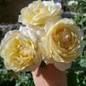 Moonlight Romantica rose photo
