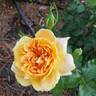 Helen Hayes rose photo