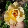 Helen Hayes rose photo