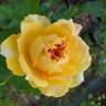 Helen Hayes rose photo