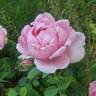 Madame Caroline Testout rose photo