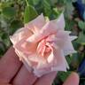 Mabelle Stearns rose photo