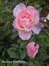 Audrey Hepburn rose photo