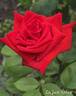 Cajun Spice rose photo