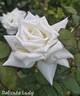 Delicate Lady rose photo