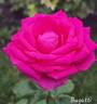 Bugatti rose photo