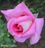 Anne Letts rose photo