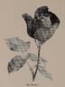 Edward Mawley rose photo