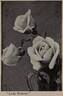 Lady Roberts rose photo