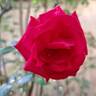 Le Grand Huit rose photo