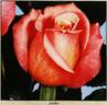 TANjeka rose photo