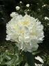 The Fleece peony photo