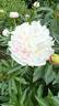 Party Gown peony photo