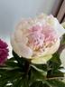 Marilla Beauty peony photo