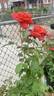 Las Vegas rose photo