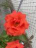 Las Vegas rose photo