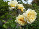 Miss Fine rose photo