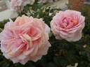 Garden of Roses rose photo