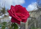 Ruby ™ rose photo