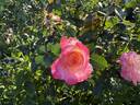 True Bliss™ rose photo