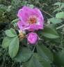 Seedling 13-X030 rose photo