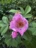 Seedling 13-X030 rose photo