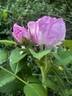 Seedling 13-X030 rose photo