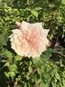 Jean Lafitte rose photo