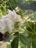 Jean Lafitte rose photo