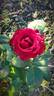 Crimson Glory rose photo