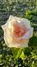 Souvenir de Baden-Baden rose photo