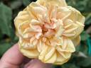Madame Bérard rose photo