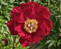 Legion of Honor peony photo