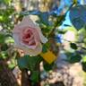 Château de Barbeyrolles rose photo