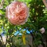 Château de Barbeyrolles rose photo