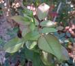 Eve de Rothschild rose photo