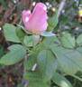 Pear™ rose photo
