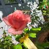 Sir Lancelot rose photo