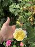 Karl Ploberger Rose rose photo