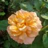 Morning Glow rose photo