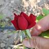 Oklahoma (Hybrid Tea, Swim rose photo