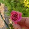 Blue River rose photo